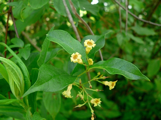 {Thyrsanthella difformis}